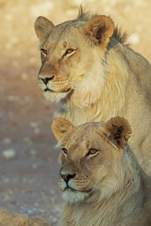 Lion Prints: Young black-maned lion males resting in the morning sun of the Kalahari Desert