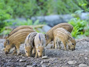 Sweet Prints: Young boar, piglet. Wild Boar (Sus scrofa) in Forest. National Park Bavarian Forest