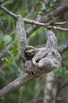 Nursing Prints: A young Brown-throated Sloth (Bradypus variegatus) nurses its baby while hanging