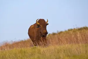 Mission Valley Prints: Young bull Bison in late light at the National Bison Range near Moeise, Montana