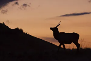 Youngster Prints: Young Bull Elk, Sunset Silhouette