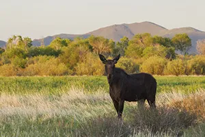Nature Prints: Young bull moose