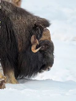 Artiodactyla Prints: Young bull muskox in deep snow during winter. Scandinavia, Norway, Bardu, Polar Park