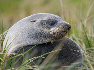 South Georgia Prints: Two young bulls playfighting. Antarctic fur seal on a beach on the island of South Georgia