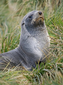 South Georgia Prints: Two young bulls playfighting. Antarctic fur seal on a beach on the island of South Georgia