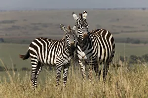 Images Dated 1st September 2011: Young Burchells Zebra with adult female, Masai Mara, Kenya, Africa