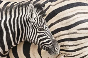 Young Burchells zebra, Equus quagga burchellii, nestles against its mother while they rest