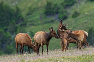 Family Prints: Young calf elk greets its mother in the alpine country of the Colorado Rockies