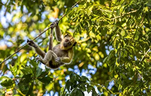 A young Capuchin Monkey hangs with his prehensile tail from a diagonal vine in the A young Capuchin Monkey hangs with his prehensile tail from a diagonal vine in the