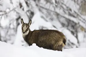 Deep Prints: Young Chamois (Rupicapra rupicapra) in early winter in deep snow