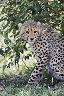 Images Dated 30th August 2011: Young cheetah resting beneath bush, Masai Mara, Kenya, Africa