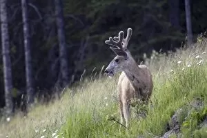 Images Dated 14th July 2005: Young deer in Banff National Park, Alberta, Canada