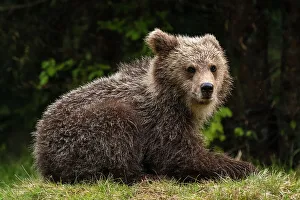 Ursus Arcto Prints: A young European brown bear, Ursus arctos, looking at the camera. Notranjska, Slovenia