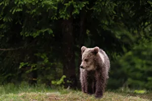 Ursus Arcto Prints: A young European brown bear, Ursus arctos, walking. Notranjska, Slovenia
