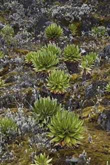 East Africa Prints: Young Giant Groundsels (Dendrosenecio, Tree Senecio) in the Rwenzoris at Mt. Speke