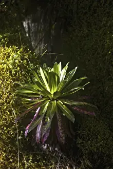 East Africa Prints: Young Giant Lobelia (Lobelia wollastonii) in the high mountains of the Rwenzoris, Uganda