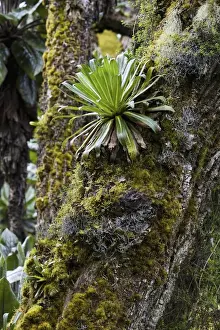 Images Dated 15th February 2008: Young Giant Lobelia (Lobelia wollastonii) in the high mountains of the Rwenzoris, Uganda