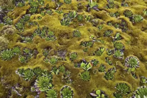 East Africa Prints: Young Giant Lobelias and Giant Groundsel (Tree Senecio) in deep moss on Freshfield