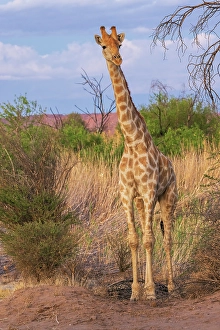 Giraffe Prints: Young giraffe pauses for a look about at dusk in Augrabies Falls National Park