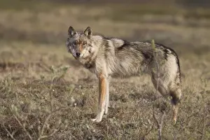 Images Dated 1st June 2010: A young gray wolf from the Grant Creek Pack in Denali National Park stands on