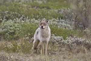 Willow Prints: A young gray wolf from the Grant Creek Pack in Denali National Park trots across