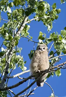 Owlet Prints: Young great horned owlet in cottonwood tree at Theodore Roosevelt National Park in