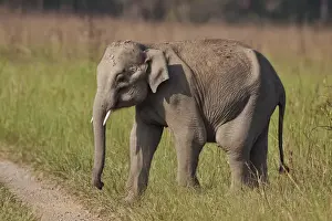 Corbett Prints: Young one of Indian / Asian Elephant, Corbett National Park, India