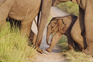 Corbett Prints: Young one of Indian / Asian Elephant, walking in the herd, Corbett National Park, India