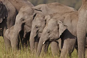 Corbett Prints: Young Indian / Asian Elephants, Corbett National Park, India
