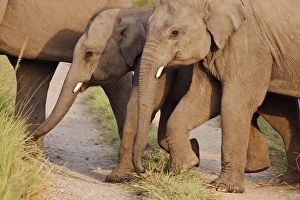 Corbett Prints: Young Indian / Asian Elephants (tuskers), Corbett National Park, India