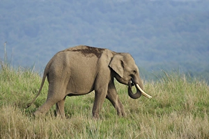 Corbett Prints: Young Indian Elephant on the move, Corbett National Park, India