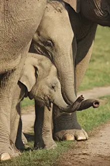 Grassland Prints: Young Indian Elephants at play, Corbett National Park, India