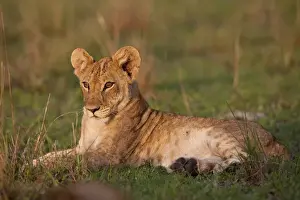 Steppe Prints: Young lion (Panthera leo) in the Queen Elizabeth National Park, Uganda, East AFrica