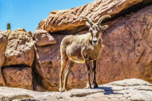 Powerful Prints: Young Male Desert Bighorn Sheep, Sonora Desert Museum, Tucson, Arizona