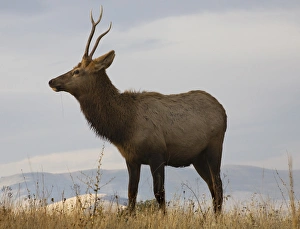 Bison Prints: Young Male Elk with Horns Eating Grass National Bison Range Charlo Montana