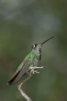 Young Male Magnificent Hummingbird, Paradise, Chiricahua Mountains, Arizona, USA