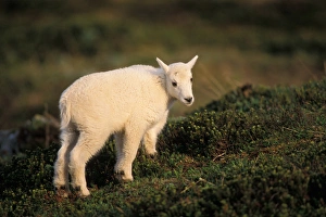 Southcentral Alaska Prints: young mountain goat, Oreamnos americanus, in Kenai Fjords National Park, Alaska