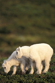 Images Dated 9th November 2005: young mountain goats, Oreamnos americanus, foraging on spring greens at Exit Glacier