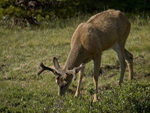 Young mule deer bucks grazing near Tuolumne River, Yosemite National Park, California