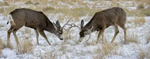 Prints of Young mule deer bucks play fighting, Rawlins, Wyoming, USA Images Dated 2020 May: Young mule deer bucks play fighting, Rawlins, Wyoming, USA
