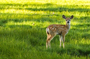 Active Prints: Young mule deer (spotted fawn), Tuolumne Meadows, Yosemite National Park, California USA