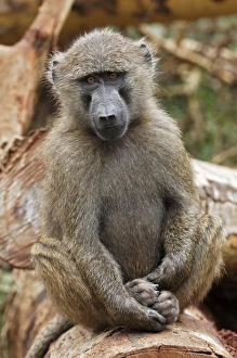 Images Dated 5th September 2011: Young Olive Baboon, Lake Nakuru National Park, Kenya, Africa