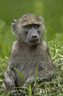Young Olive Baboon, Lake Nakuru National Park, Kenya, Africa