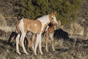 Filly Prints: Young playful wild horses