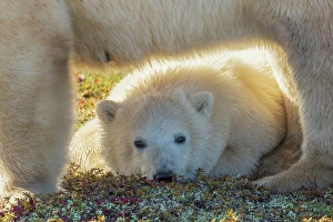 Manitoba Prints: Young polar bear rest under its mother while she scavenges an old Caribou carcass