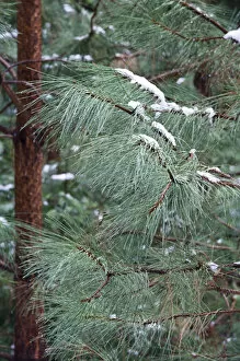 Images Dated 27th March 2007: Young Ponderosa Pine trees (Pinus benthamiana Hartw.) covered with snow - Yosemite National Park