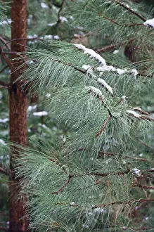 Images Dated 27th March 2007: Young Ponderosa Pine trees (Pinus benthamiana Hartw)