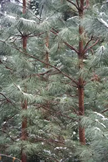 Pinus Ponderosa Prints: Young Ponderosa Pine trees (Pinus benthamiana Hartw)