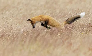 Red Fox Prints: Young red fox hunting