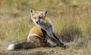 Red Fox Prints: Young red fox with an itch in Washington State